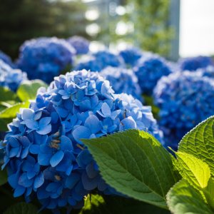 Hortenzia veľkolistá (Hydrangea macrophylla) ´ADRIA´  - výška 20 - 40cm, kont. C3L